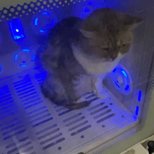 甘
