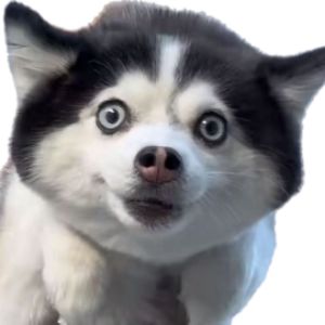 唐小果
