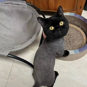 黄家杰
