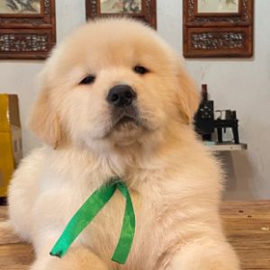 杨辉宇