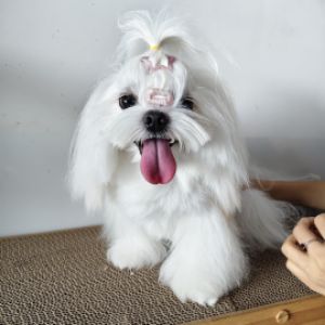 赵莹
