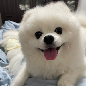 邵记双