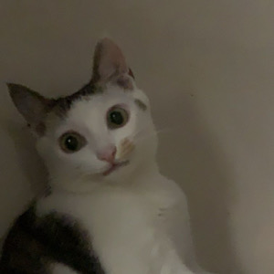 王嘉莉