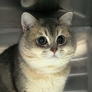 罗茂才