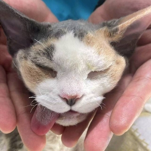 徐玖