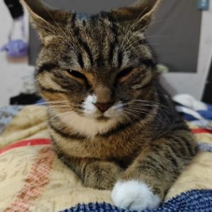 王栋