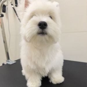 李东霖