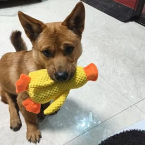 宋敏杰