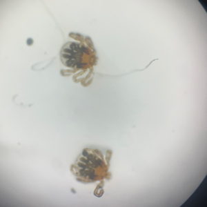 吴日山