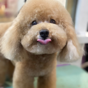 张琪