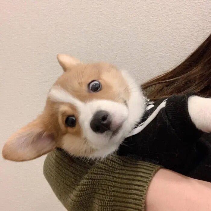 刘霞